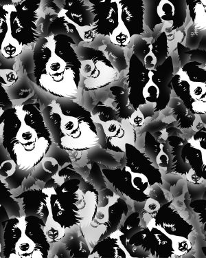 Border Collies 24