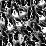 Border-Collies-24.jpg