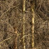 Brambles-Background-thumb.jpg