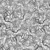 Branching-23-thumb-1.jpg