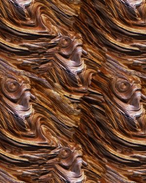 BristleCone Pine Bark 22