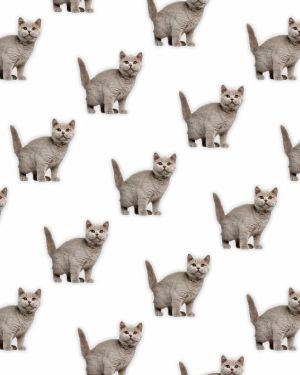 British Shorthair 22