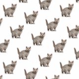 British-Shorthair-22.jpg