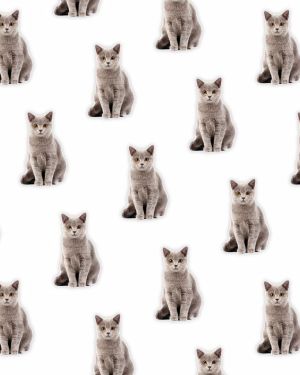 British Shorthair 23