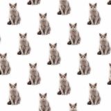 British-Shorthair-23.jpg