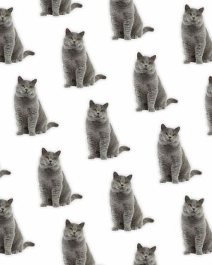 British Shorthair 24