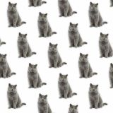 British-Shorthair-24.jpg