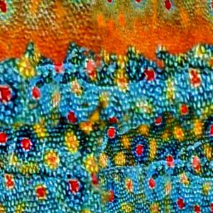 Brook Trout Fall Scales 23