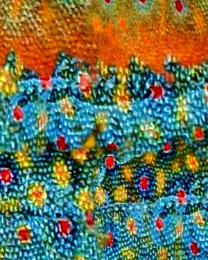 Brook Trout Fall Scales 23