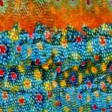 Brook-Trout-Fall-23-thumb.jpg
