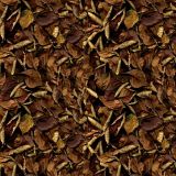 Brown-Leaves-23.jpg