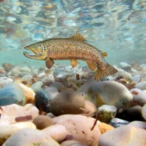 Brown Trout 22