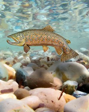 Brown Trout 22