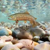Brown-Trout-22.jpg