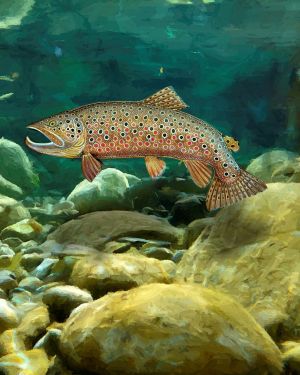 Brown Trout 23