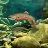 Brown-Trout-23.jpg