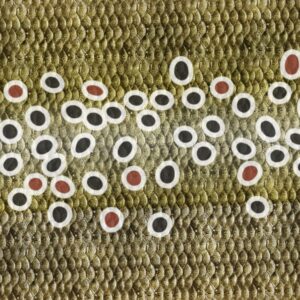 Brown Trout Scales