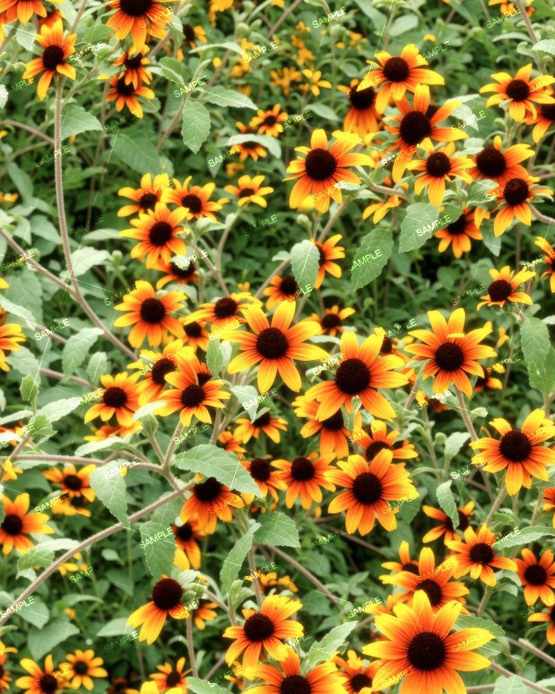 BrownEyed Susan Flowers
