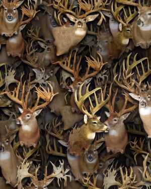 Buck Heads