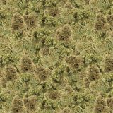 Bud-22-Camo.jpg