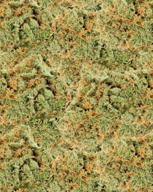 Bud 24 Camouflage