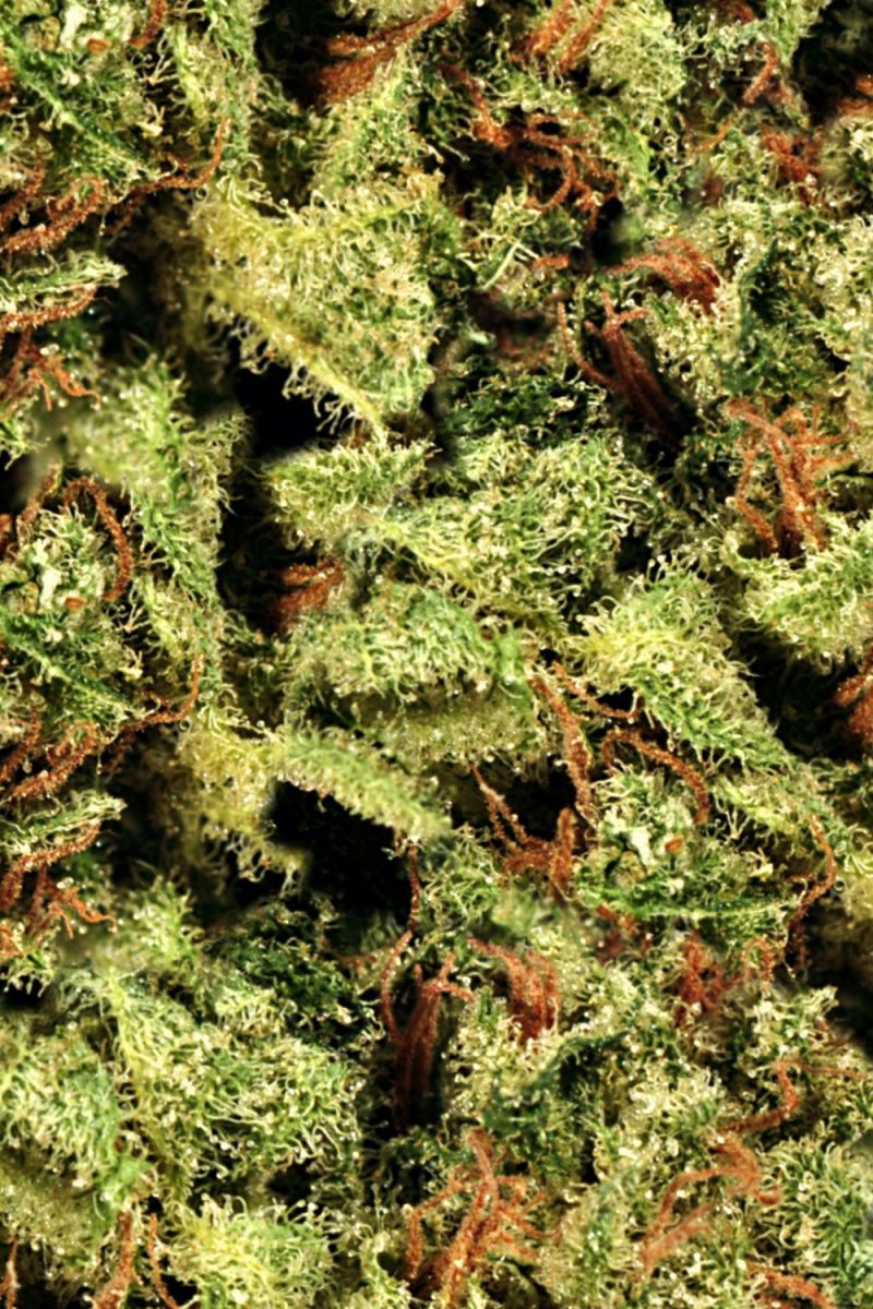 Bud 25 Camouflage
