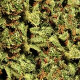 Bud-25-Camo.jpg