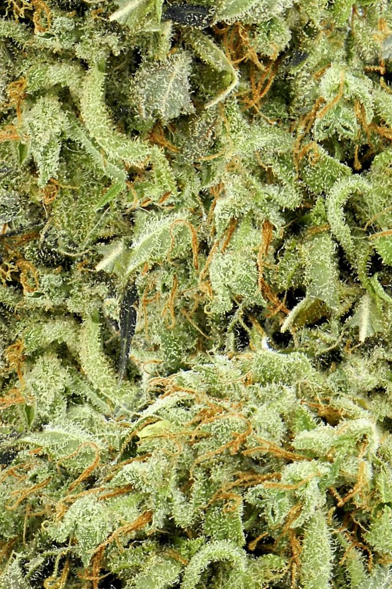 Bud 27 Camouflage