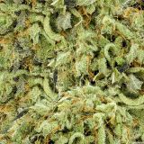 Bud-27-Camo.jpg