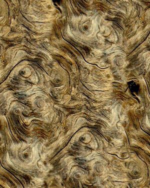 Burl Driftwood