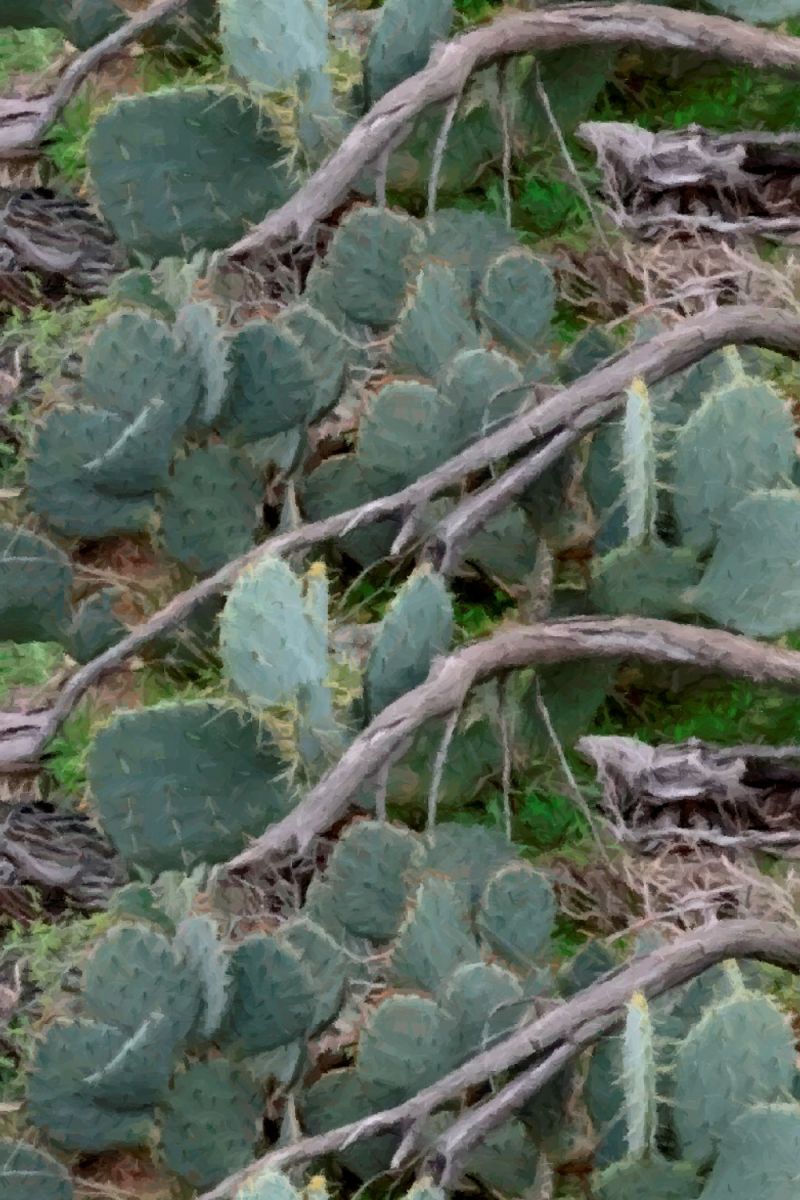 Cactuflage