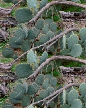 Cactuflage