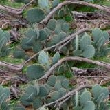 Cactuflage.jpg