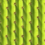 Cactus-24.jpg