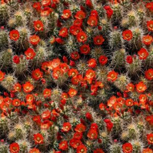Cactus Flowers