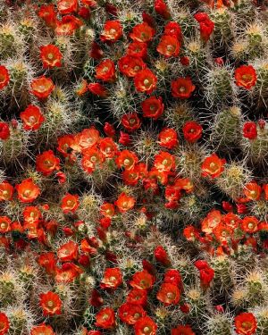 Cactus Flowers