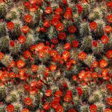 Cactus-Flower.jpg