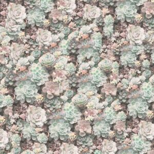 Cactus Flowers 22