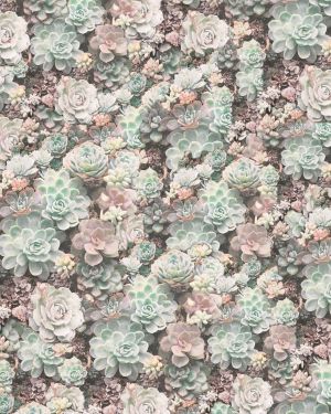 Cactus Flowers 22