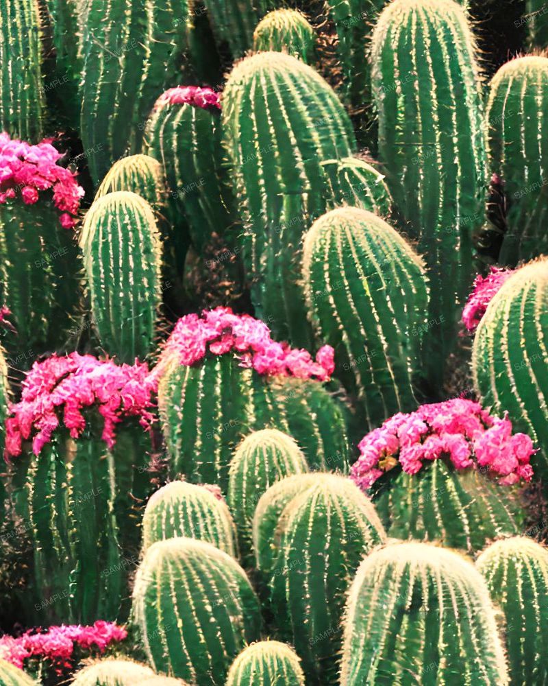 Cactus Garden 24