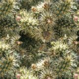 Cactus-Patch.jpg