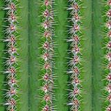 Cactus-Spikes.jpg