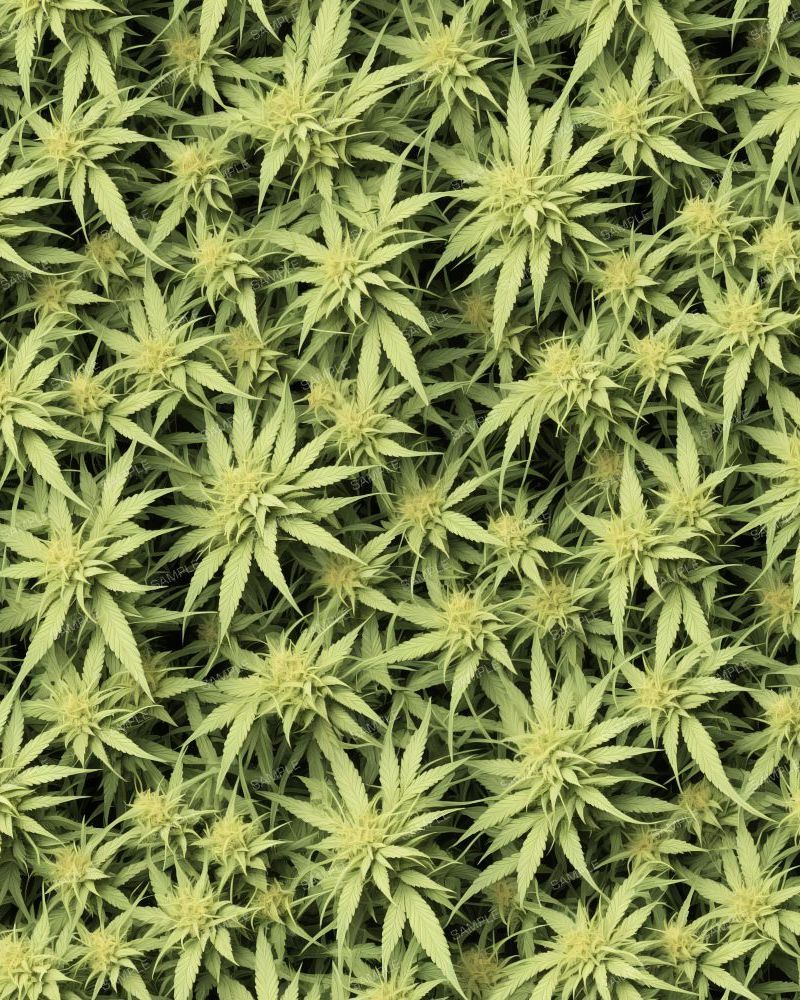 Cannabis Arrangement 45