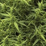 Cannabis-Hemp-44.jpg
