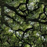 Canopy-22-Camo.jpg