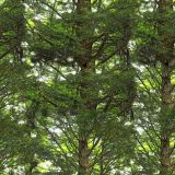 Canopy-23-Camo.jpg