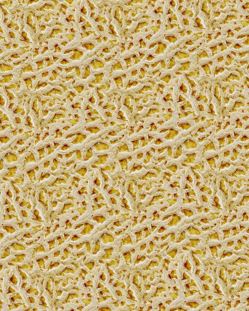 Cantaloupe 24