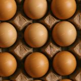Carton-of-Eggs.jpg