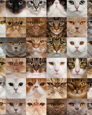 Cat Faces