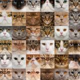 Cat-Faces.jpg